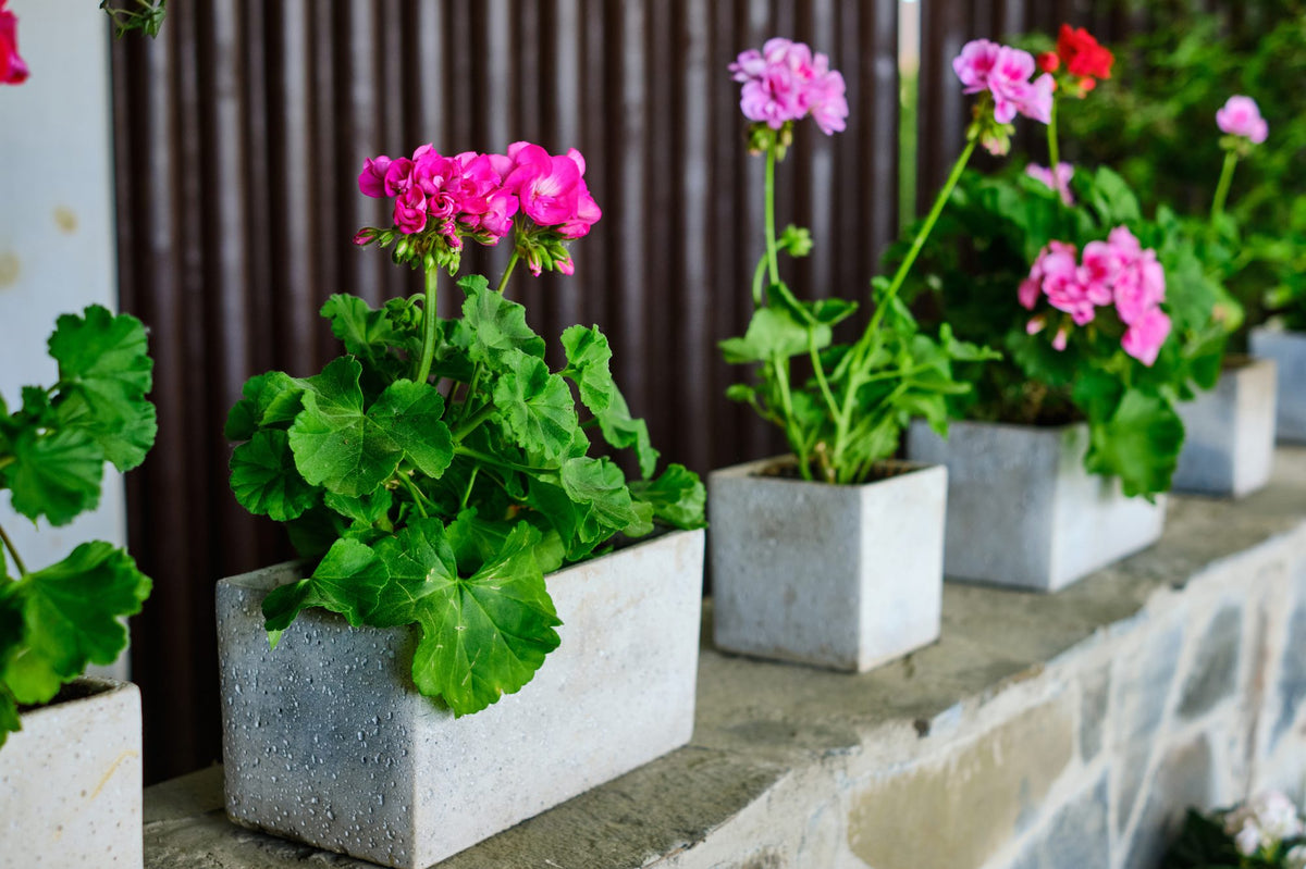 Pink geraniums planted in square cement planters on a stone ledge
